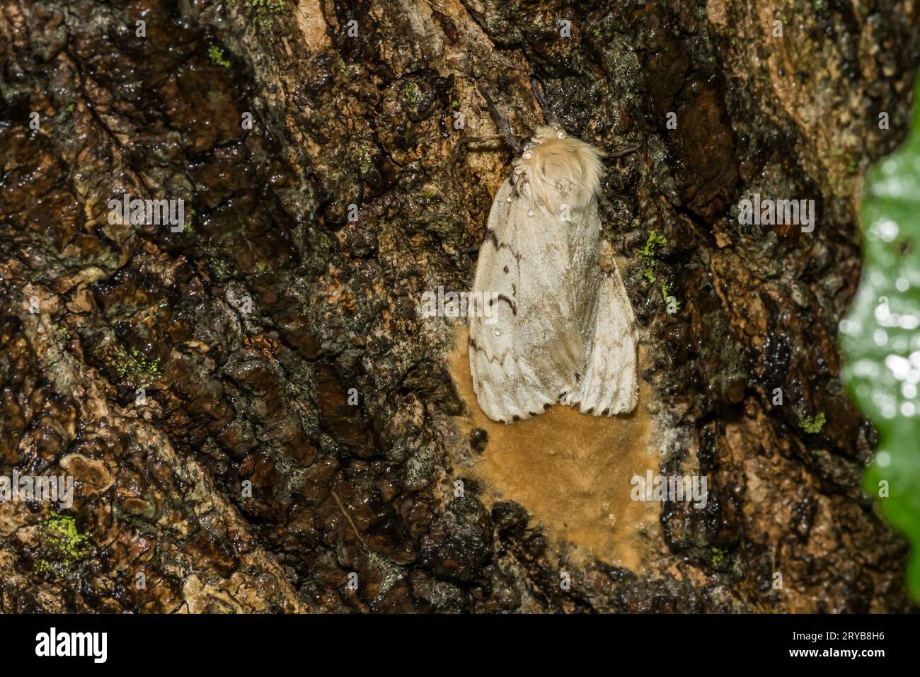 Schwammmotten legen Eiermasse - Lymantria dispar Stockfoto
