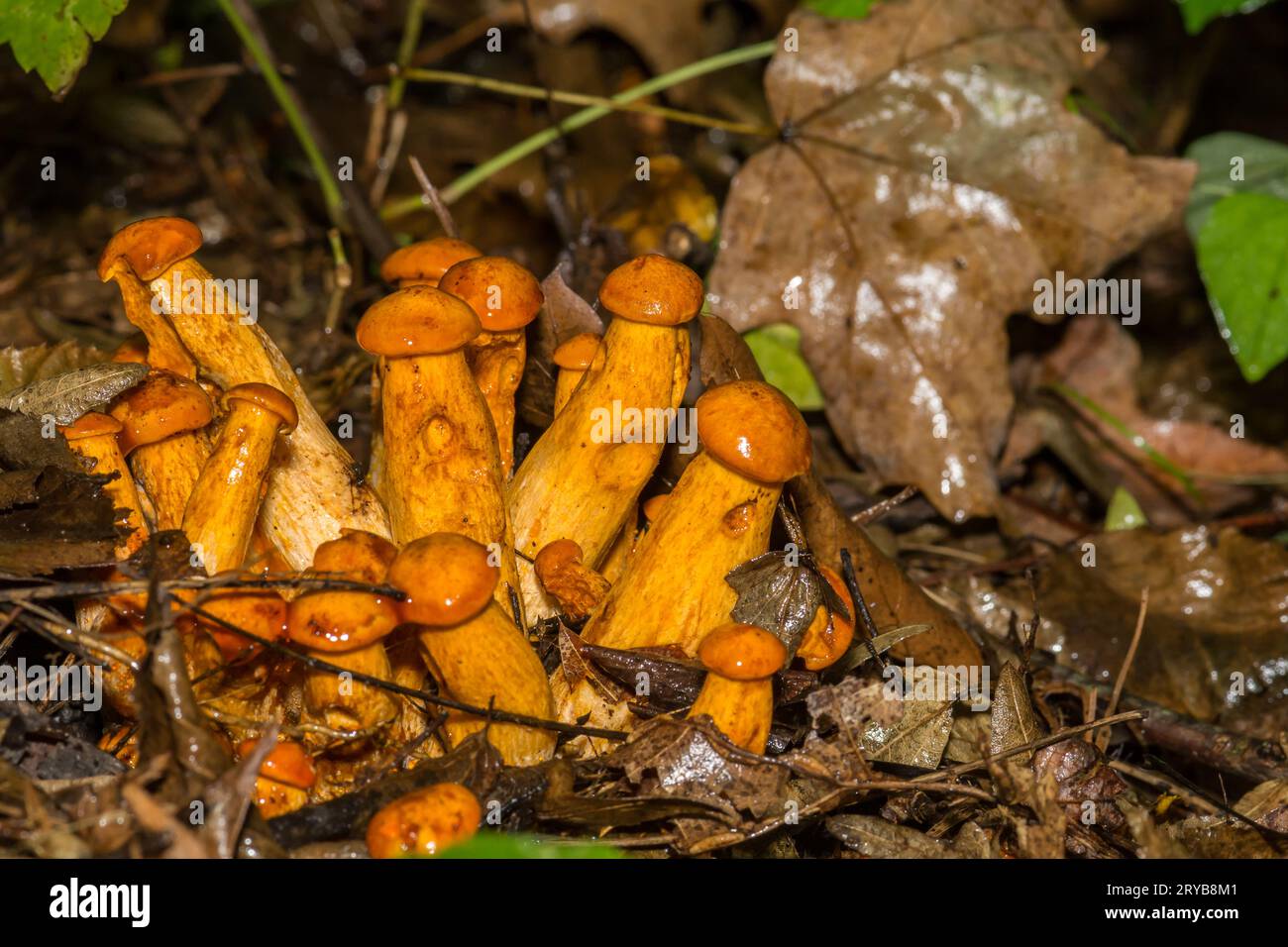 Östliche Jack-O'-Laternen-Pilze - Omphalotus illudens Stockfoto