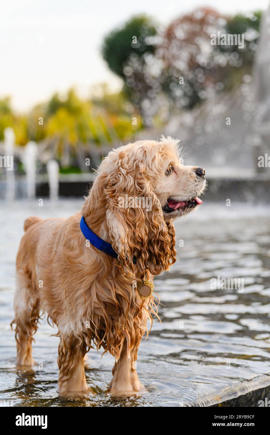 Niedlicher Hund, der an einem Tag mit heißen Quellen im Stadtbrunnen badete Stockfoto