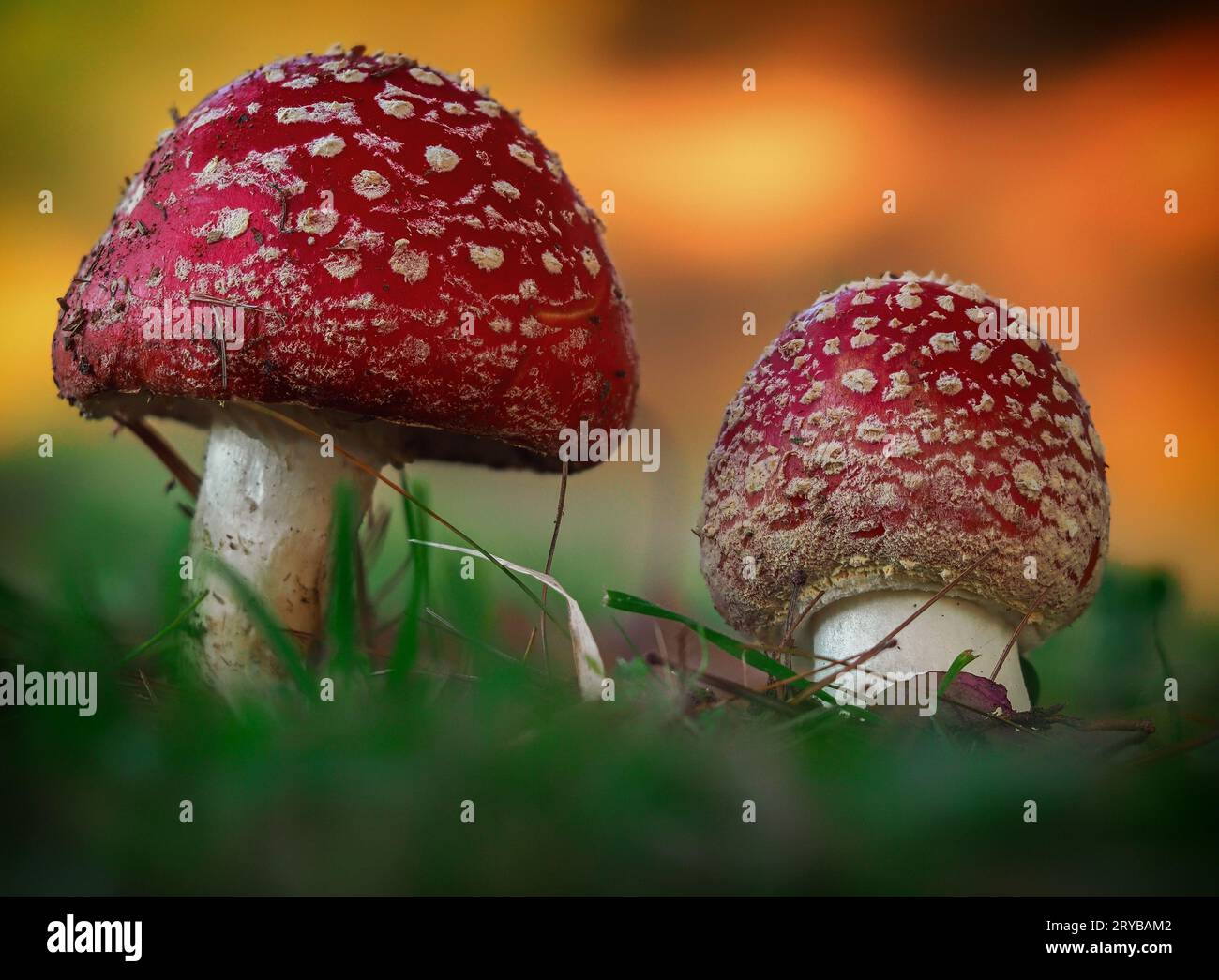 Zwei rote Pilze im Wald Stockfoto