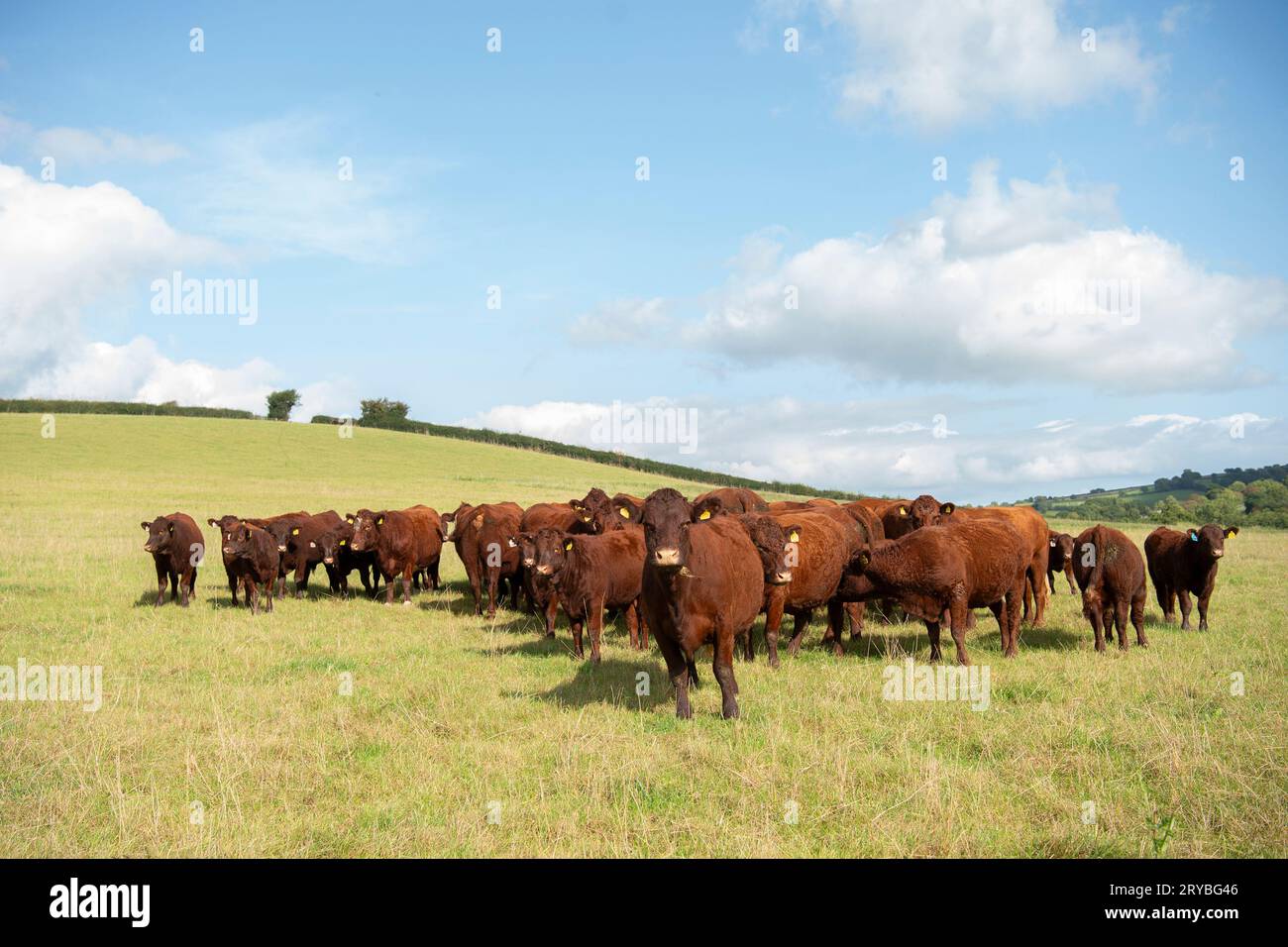 Herde von Ruby Devon Mutterrinderkühen auf der Weide Stockfoto