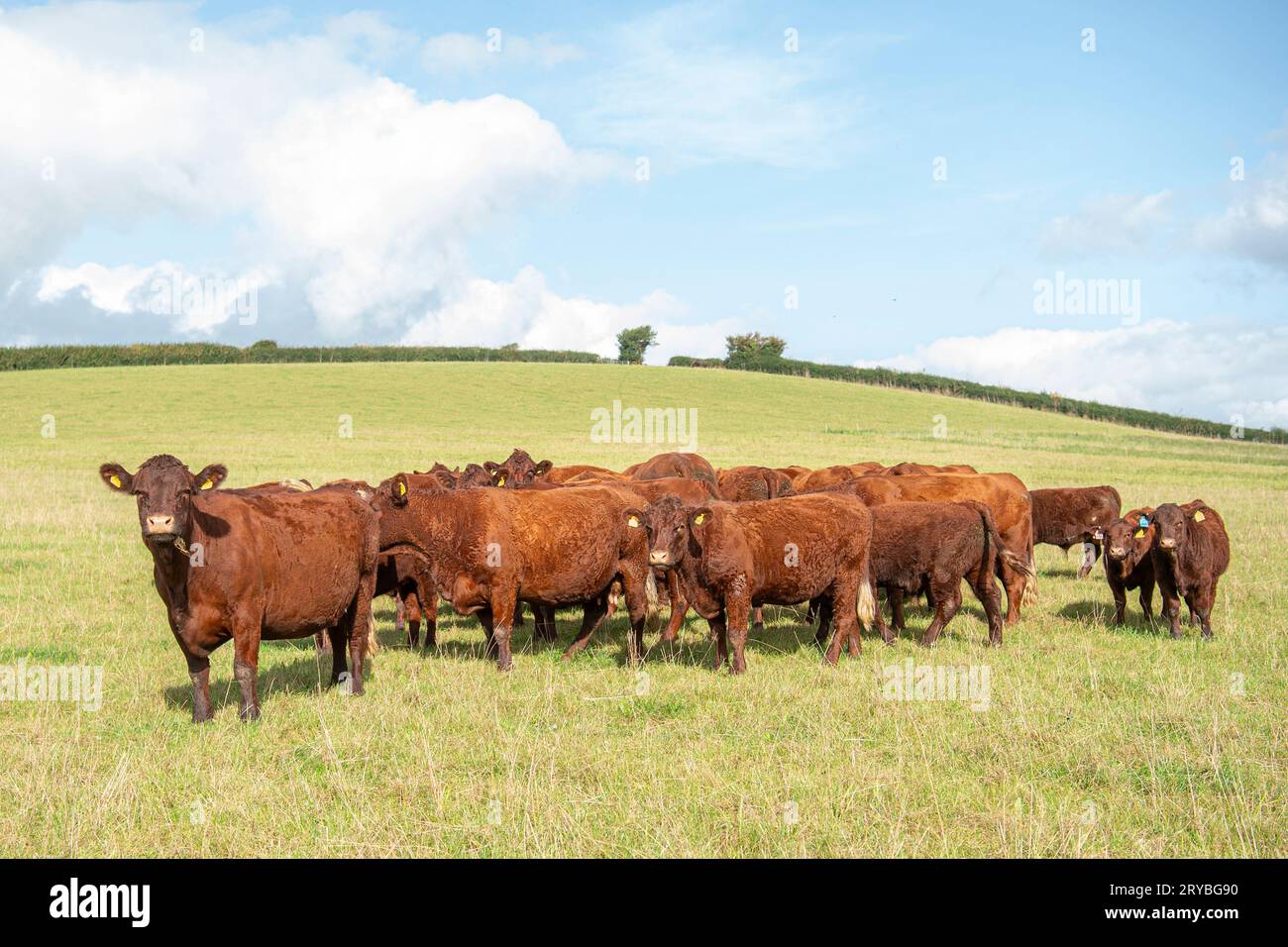 Herde von Ruby Devon Mutterrinderkühen auf der Weide Stockfoto