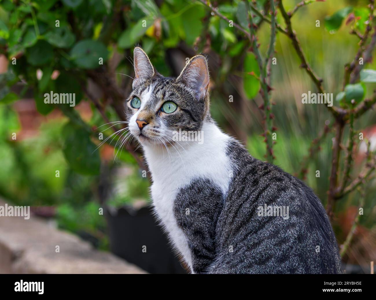 Eine Katze mit grünen Augen sitzt auf einer Gartenwand neben Rosensträuchern Stockfoto