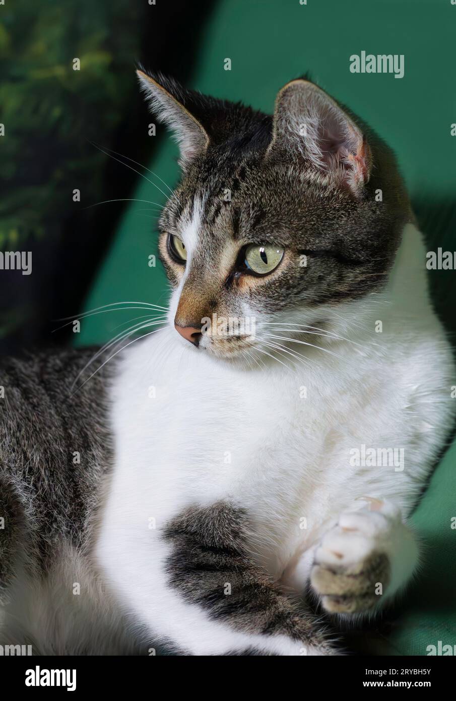 Junge Katze sitzt auf einem grünen Sofa Stockfoto