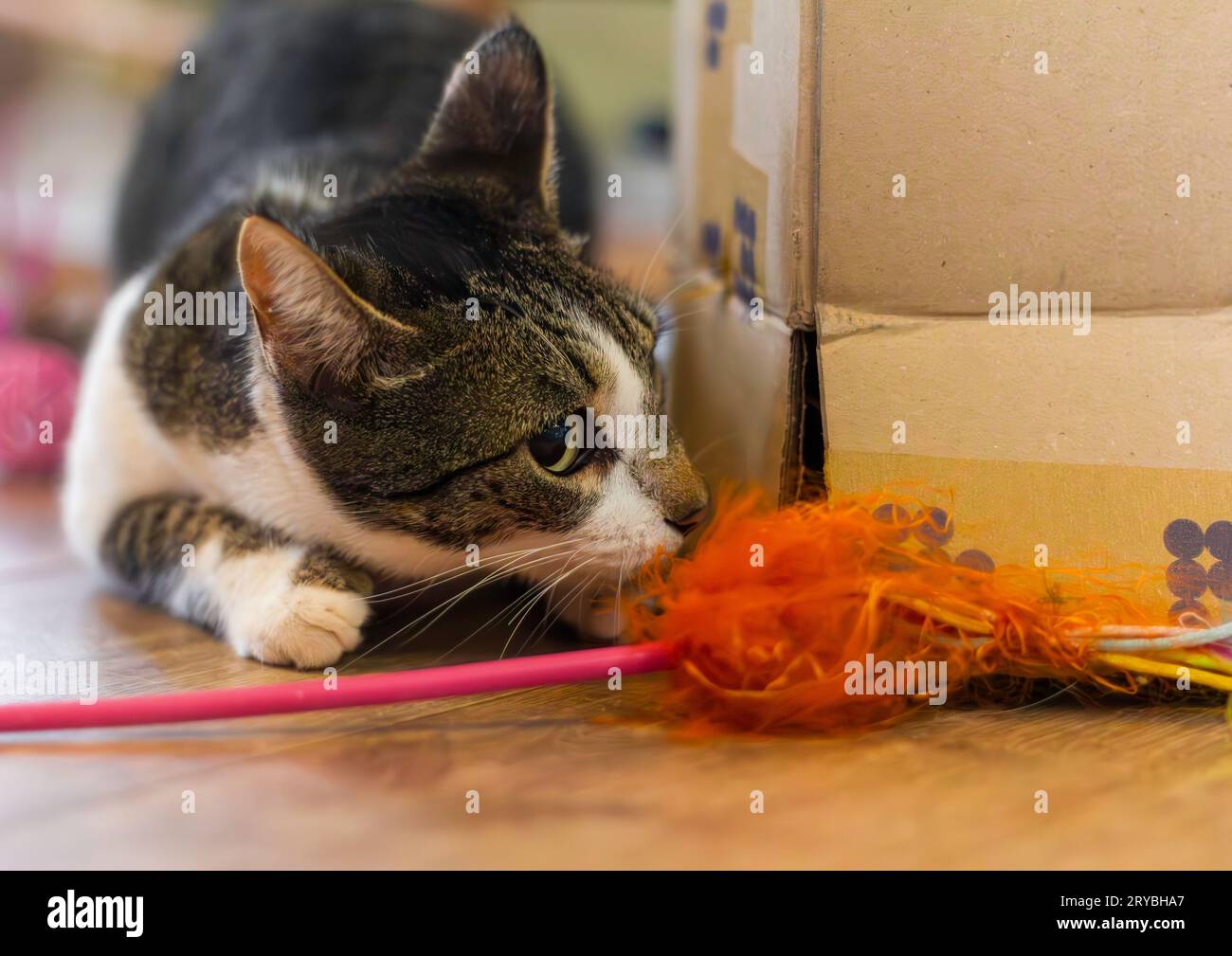 Junge Katze, die mit Spielzeug und Karton spielt. Stockfoto