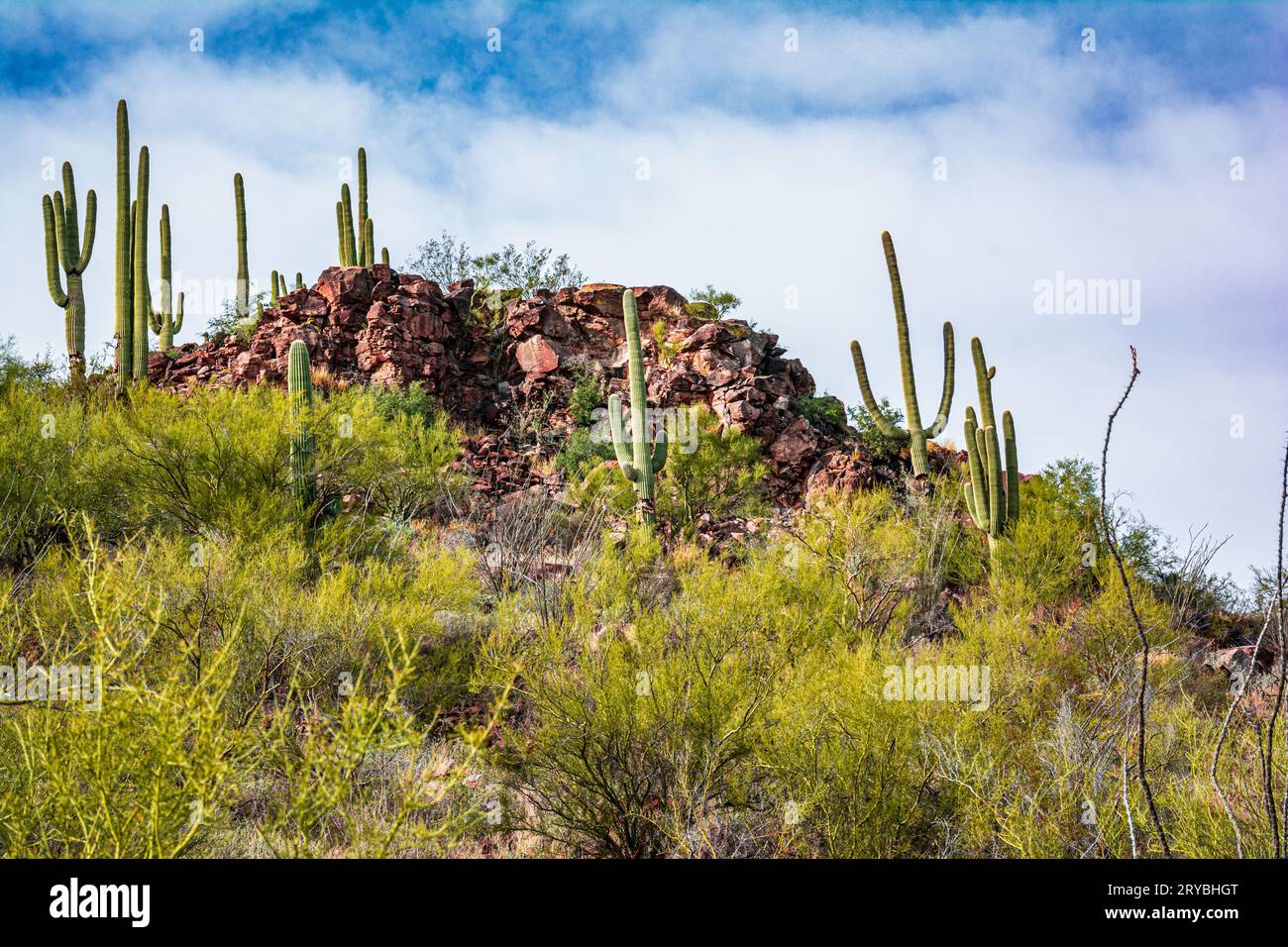 Blick auf Cactus und Saguaro am Tumamoc Hill, Tucson, Arizona Stockfoto