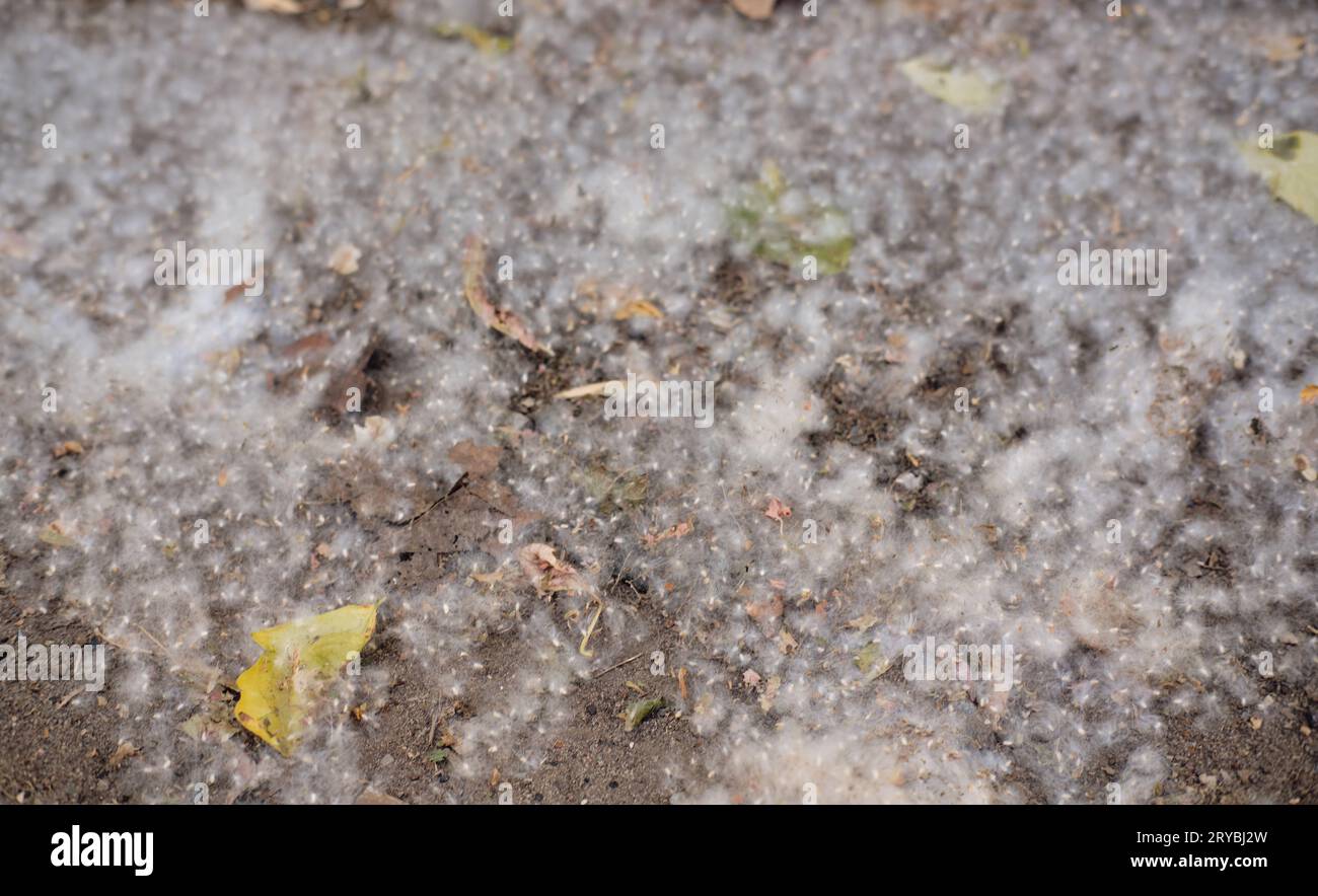 Weiße Pappelflosse liegt auf dem Asphalt. Stockfoto