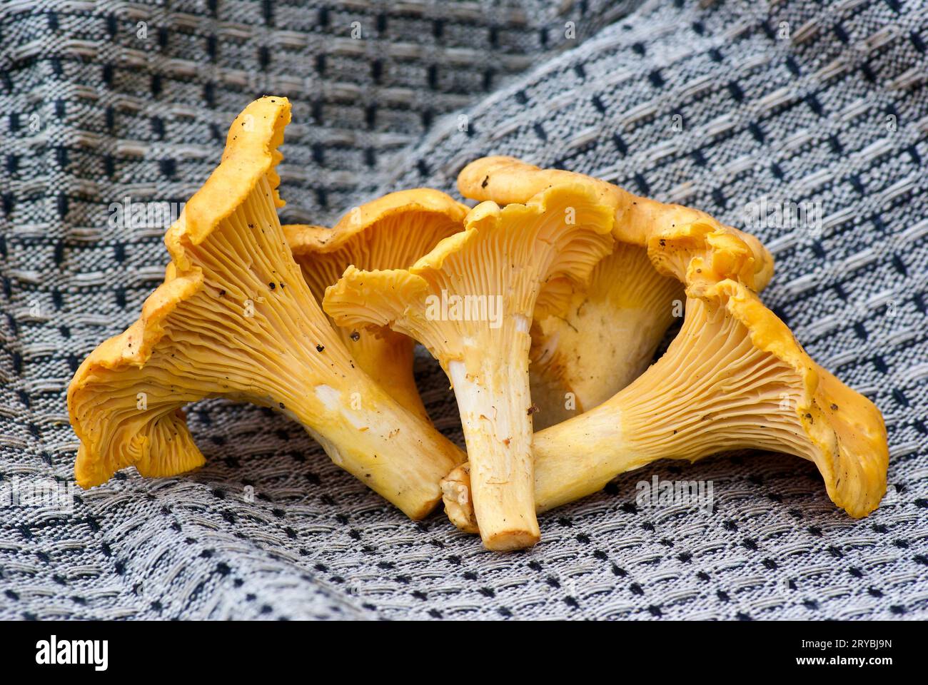 Haufen frisch gepflückter goldener Pfifferlinge, die im Sommer auf grauem Leinentuch gelegt wurden. Stockfoto