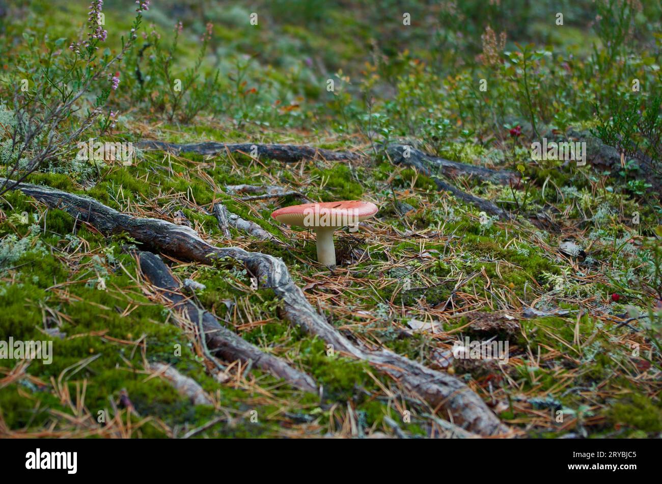 Russula-Pilz mit roter Kappe wächst in grünem Moos mit Baumwurzeln und Kiefernnadeln in der Waldlandschaft im Herbst. Stockfoto