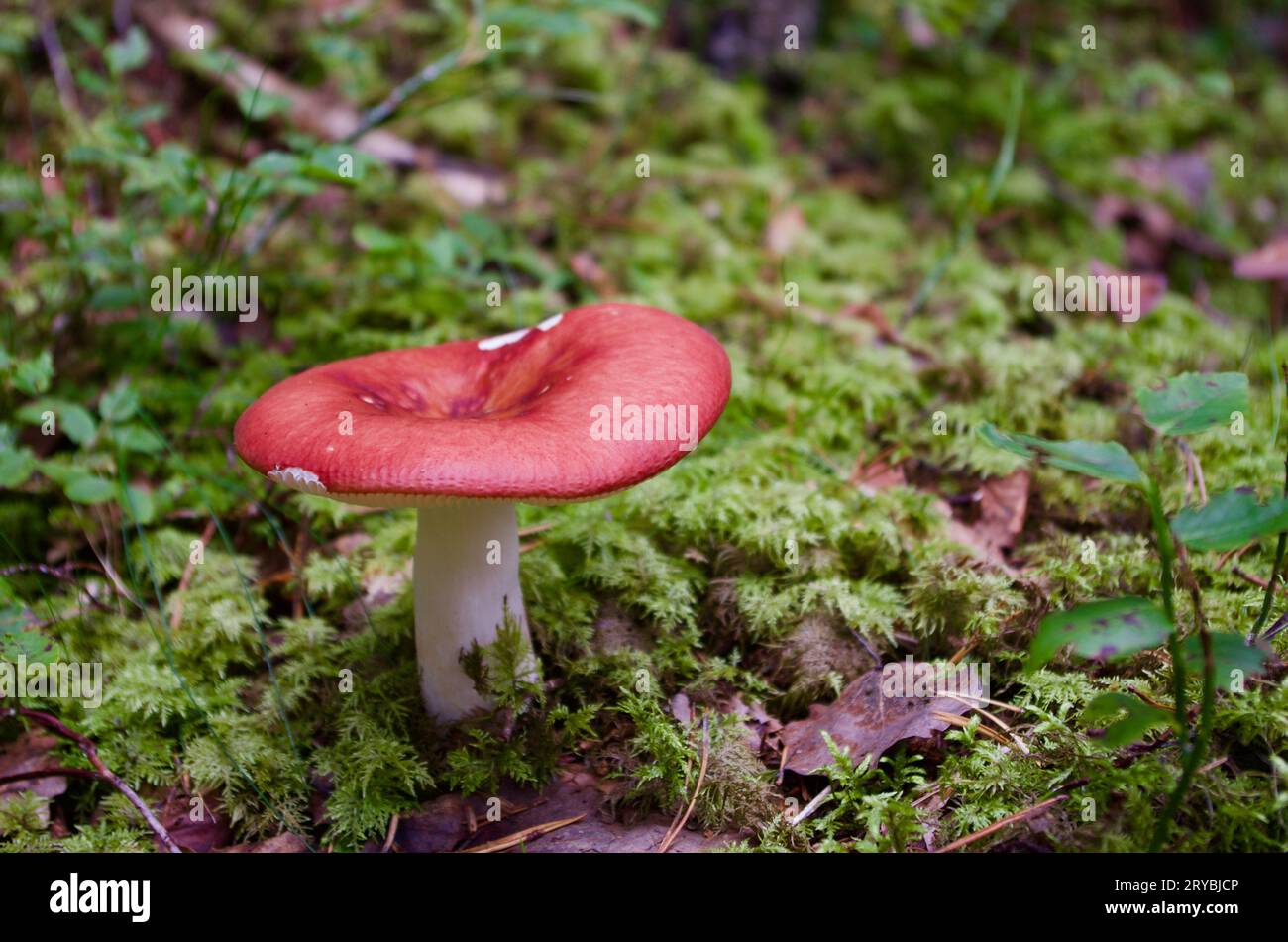 Russula-Pilz mit roter Kappe wächst im Herbst in grünem Moos mit Heidelbeerzweigen in einer Waldlandschaft. Stockfoto