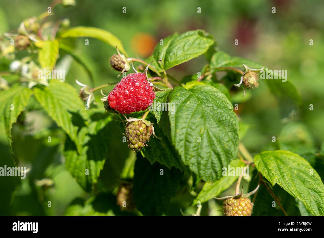Frische reife Himbeere im Zweig des Himbeerbusches Stockfoto