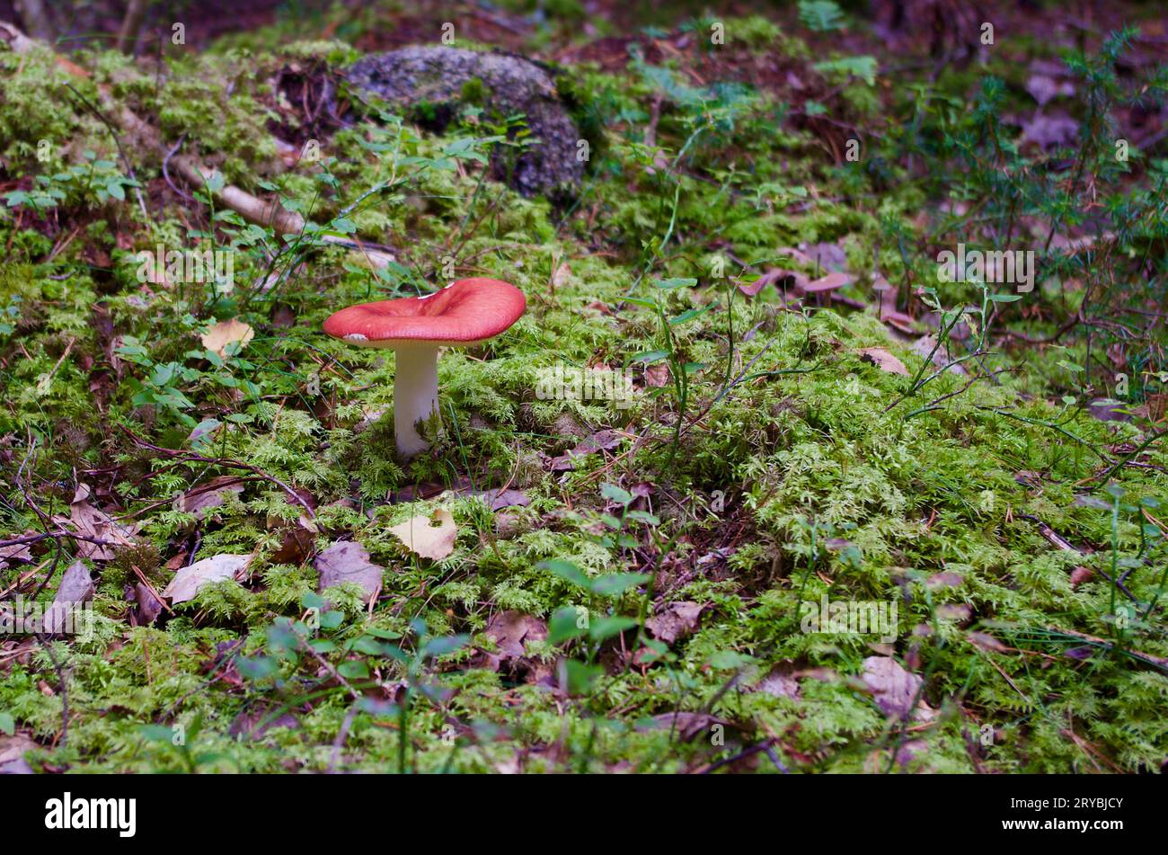 Russula-Pilz mit roter Kappe wächst im Herbst in grünem Moos mit Zweigen in einer Waldlandschaft. Stockfoto