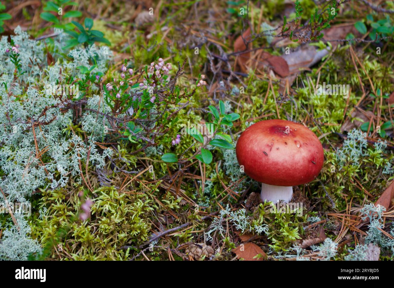 Rußelpilz mit roter Kappe, der in grünem Moos wächst, und graue Flechten mit Preiselbeerzweigen in einer Waldlandschaft im Herbst. Stockfoto