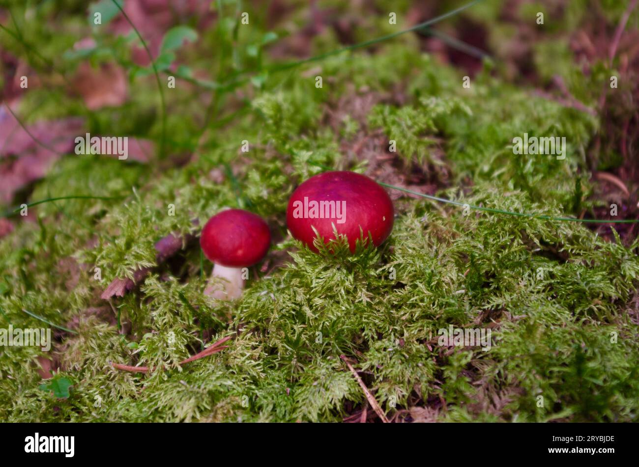 Zwei Russula-Pilze mit roten Kappen, die im Herbst in grünem Moos in einer Waldlandschaft wachsen. Stockfoto
