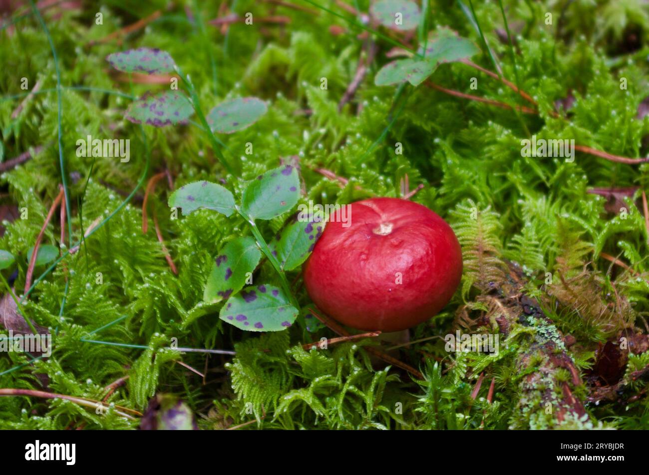 Russula-Pilz mit roter Kappe wächst im Herbst in grünem Moos mit Heidelbeerzweigen in einer Waldlandschaft. Stockfoto