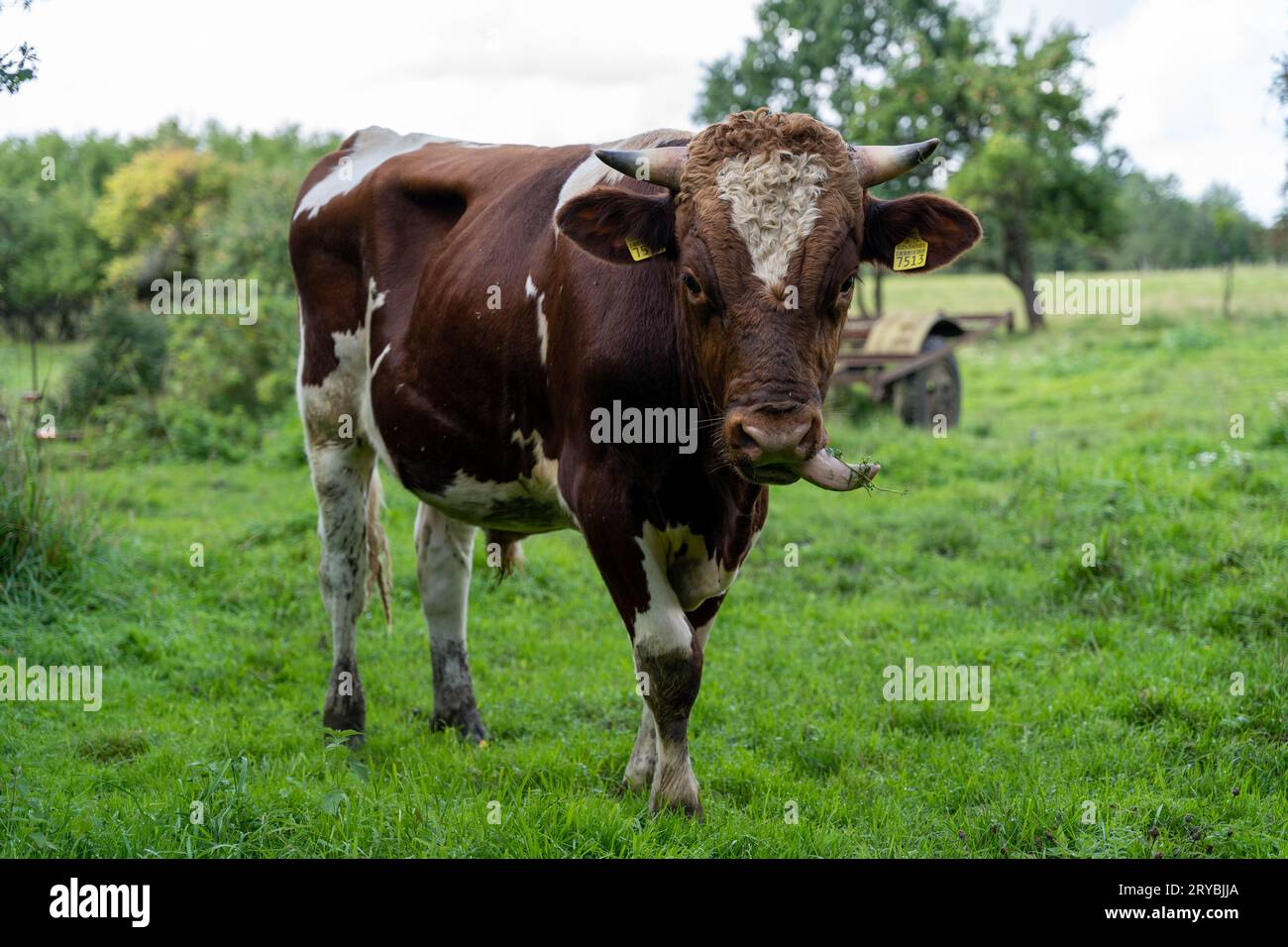 Red Holstein Bulle im Freien auf dem Bauernhof Stockfoto