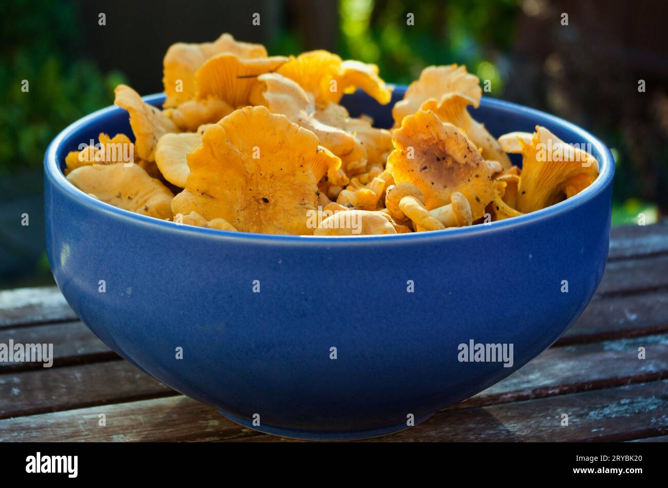 Nahaufnahme von frisch gepflückten goldenen Pfifferlingen, die im Sommer in einer blauen Schüssel aus Steingut im Freien liegen. Stockfoto