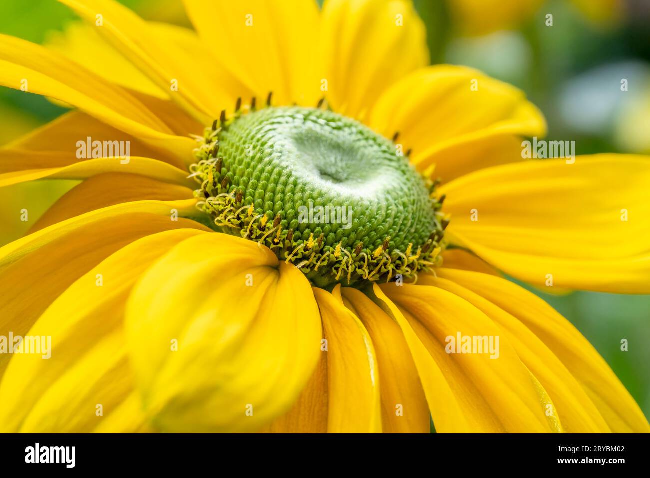 Eine Nahaufnahme einer wunderschönen gelben Echinacea-Blume, auch bekannt als Coneflower Stockfoto