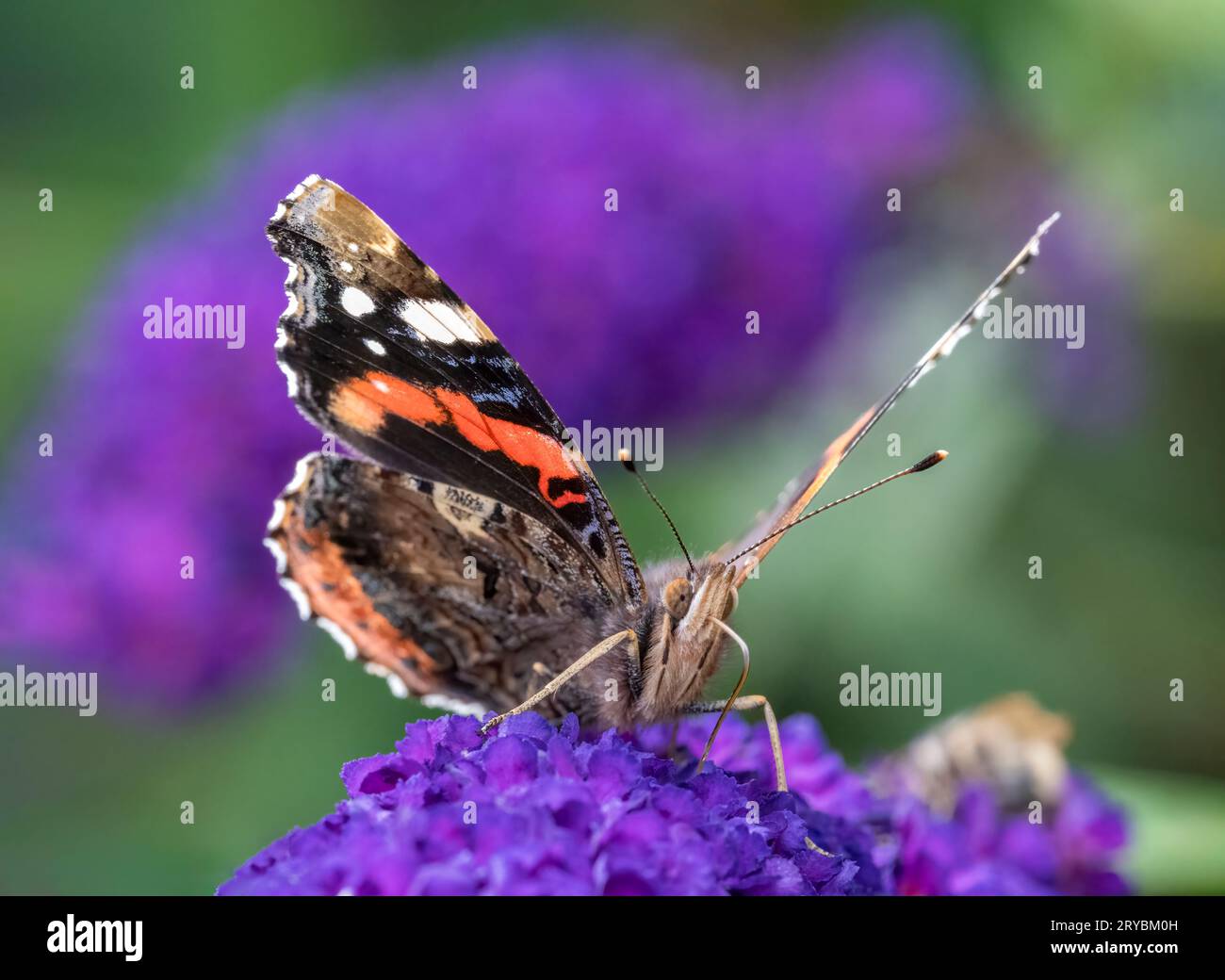 Ein wunderschöner roter Admiral-Schmetterling (Vanessa atalanta), der von einer violetten Buddleia-Blume ernährt wird Stockfoto