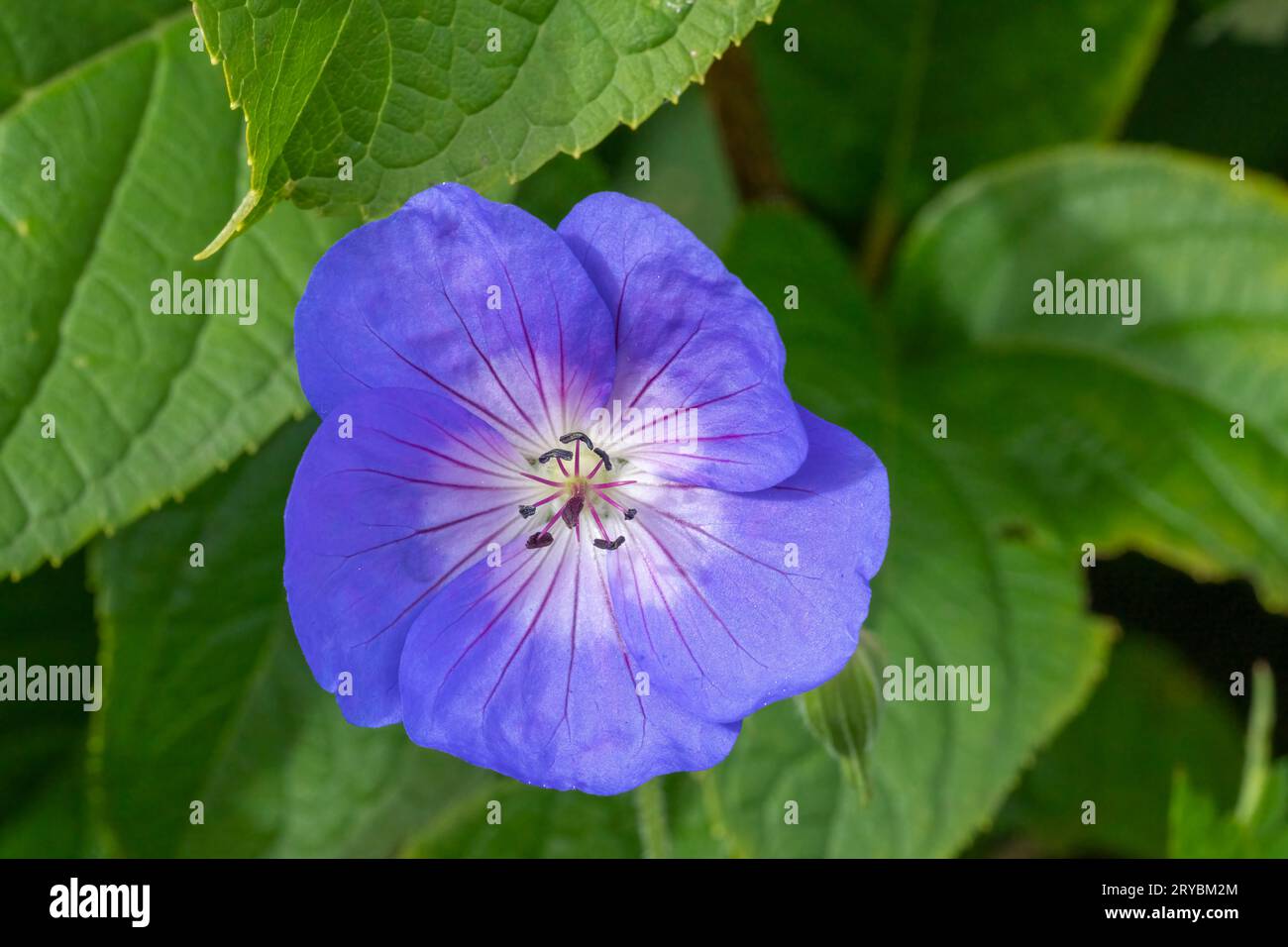Eine Nahaufnahme einer wilden Geranienblume, auch bekannt als Kranzschnabel Stockfoto