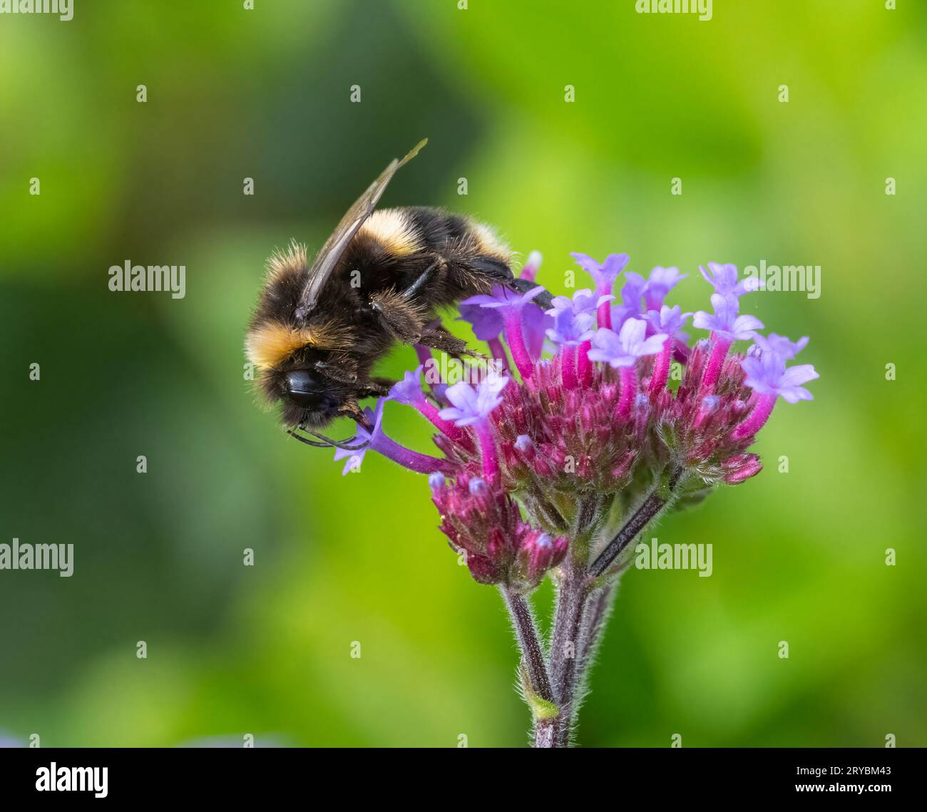 Eine Weißschwanzblüte (Bombus lucorum), die eine Verbenblüte bestäubt und von ihr ernährt Stockfoto