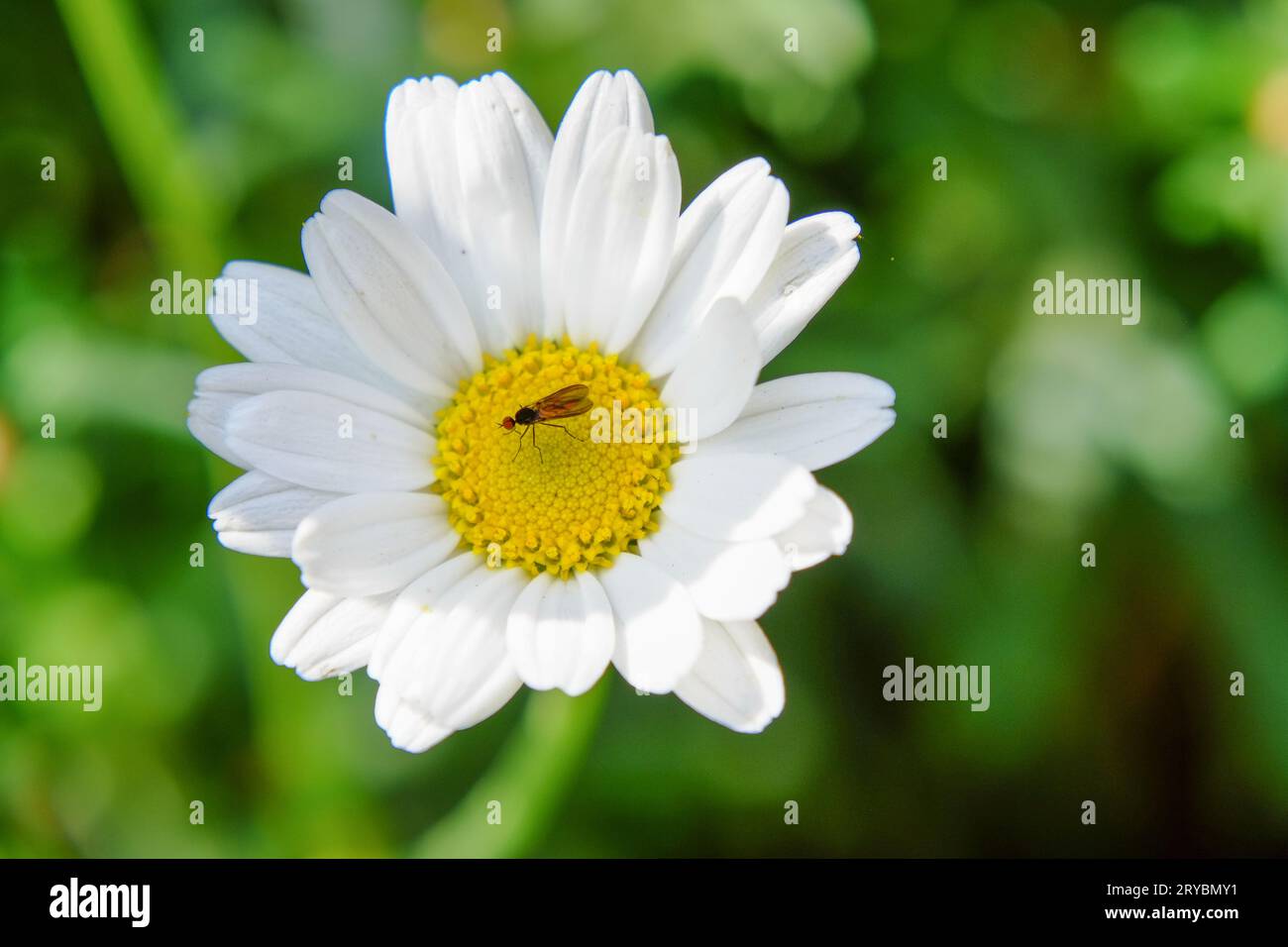3 stunden schöne blumen Fotos und Bildmaterial in hoher Auflösung Alamy