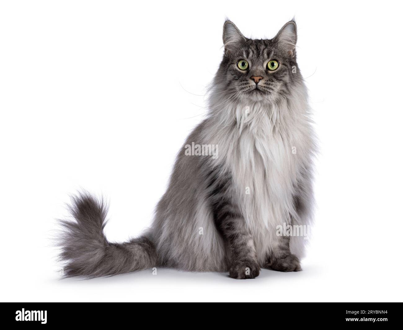 Majestätische, graue, flauschige Katze, die nach vorne gerichtet sitzt. Blick in Richtung Kamera. Isoliert auf weißem Hintergrund. Stockfoto