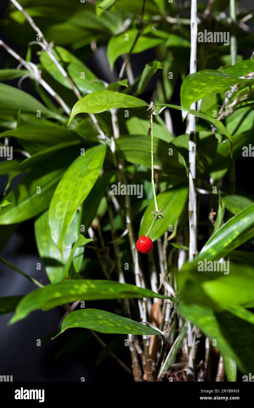 kaffee arabica zimmerpflanze Coffea arabica (Kaffeepflanze) – Jungle Leaves