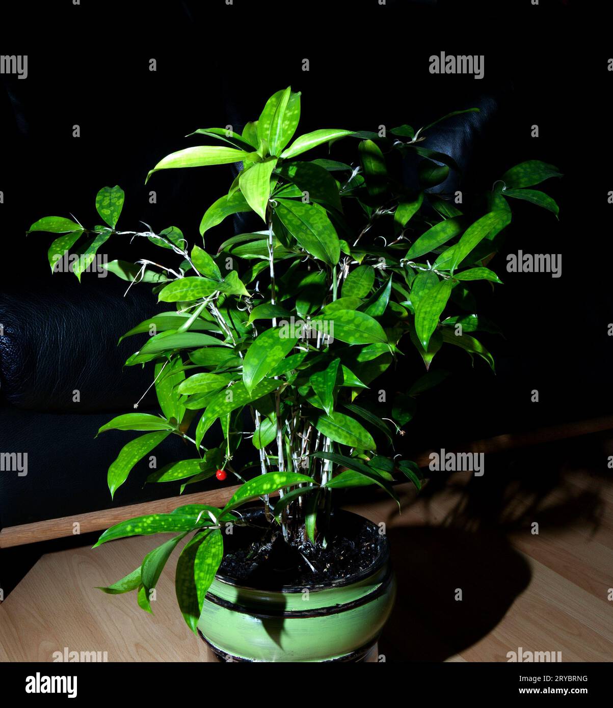 butlers regiestuhl bambus 🥗 BAMBOO Schale – Frisch servieren mit Stil – BUTLERS