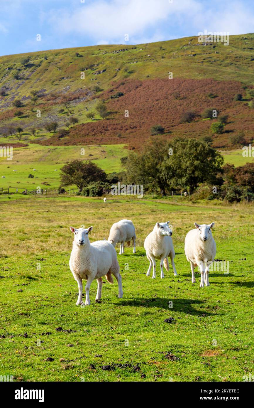 Schafe am Fuße von Pen Y Fan, Brecon Beacons National Park, Wales, Vereinigtes Königreich Stockfoto