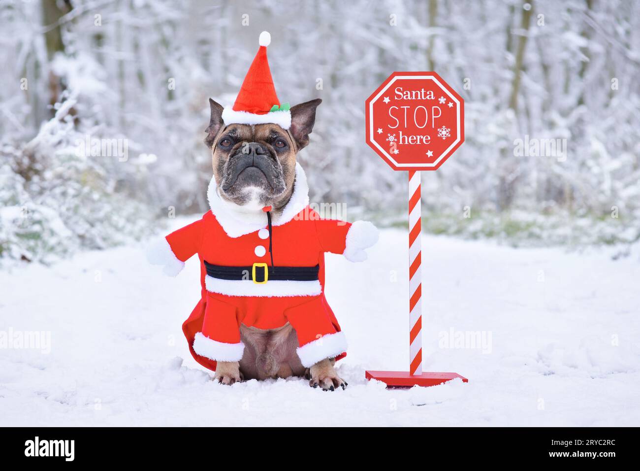 Französischer Bulldogge mit Weihnachtsmann-Kostüm neben dem Stoppschild des Weihnachtsmanns in der Winterlandschaft Stockfoto