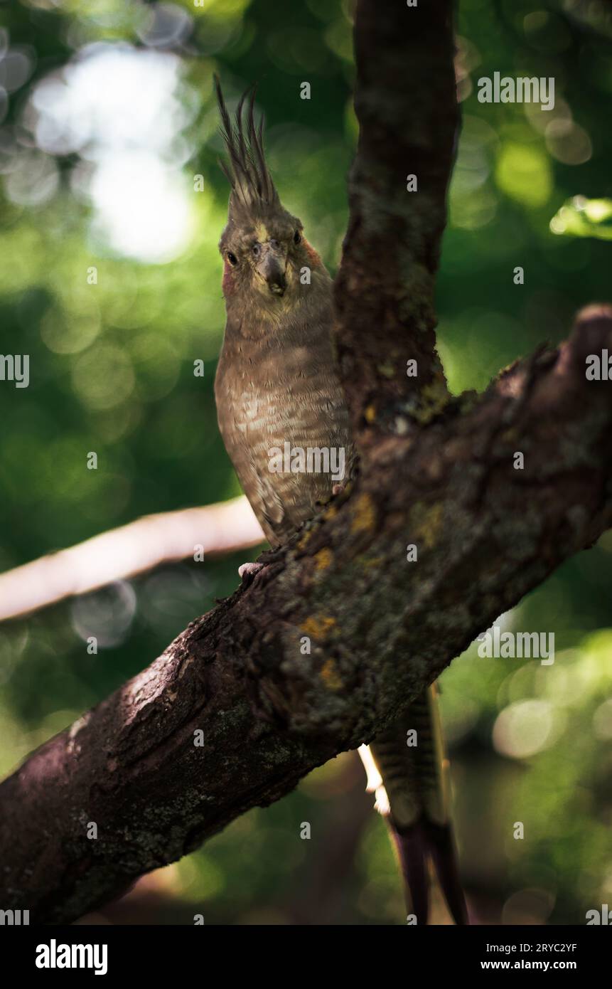 Porträt des Papageiens (Cockatiel), der auf dem Baumzweig im Wald sitzt - grüner Hintergrund. Stockfoto