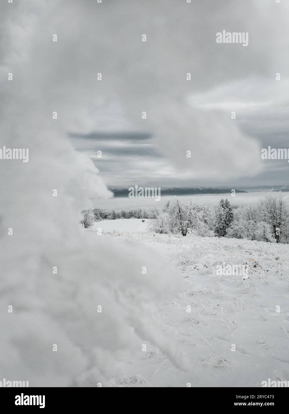 Schneebedeckte Winterlandschaft mit langen weißen Bäumen. Idylle Landschaft des gefrorenen und kalten Waldes im Winter. Stockfoto