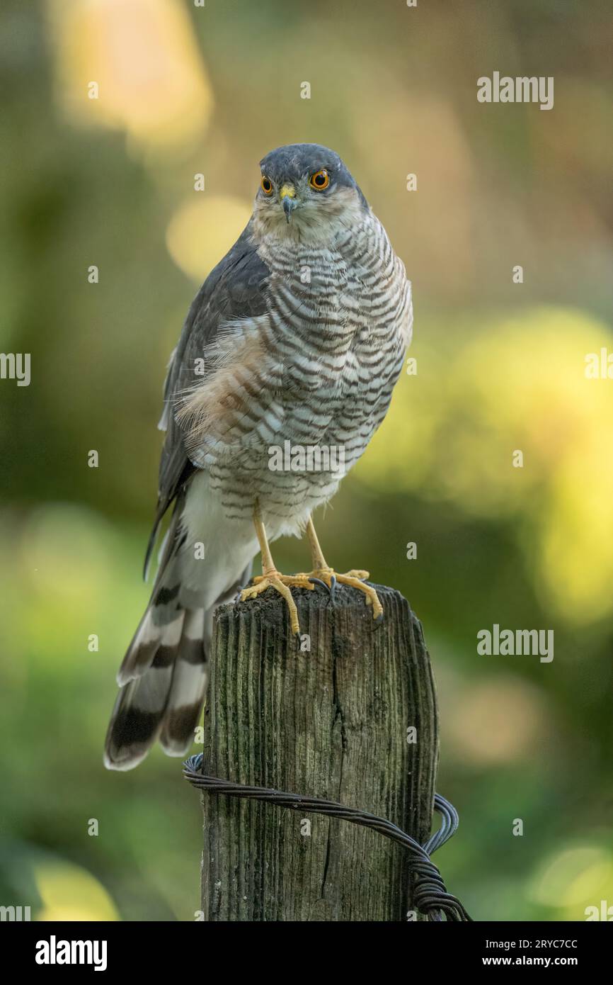 Sparrowhawk, Accipiter nisus, Fütterung in einer Waldlichtung, Cumbria im Herbst Stockfoto