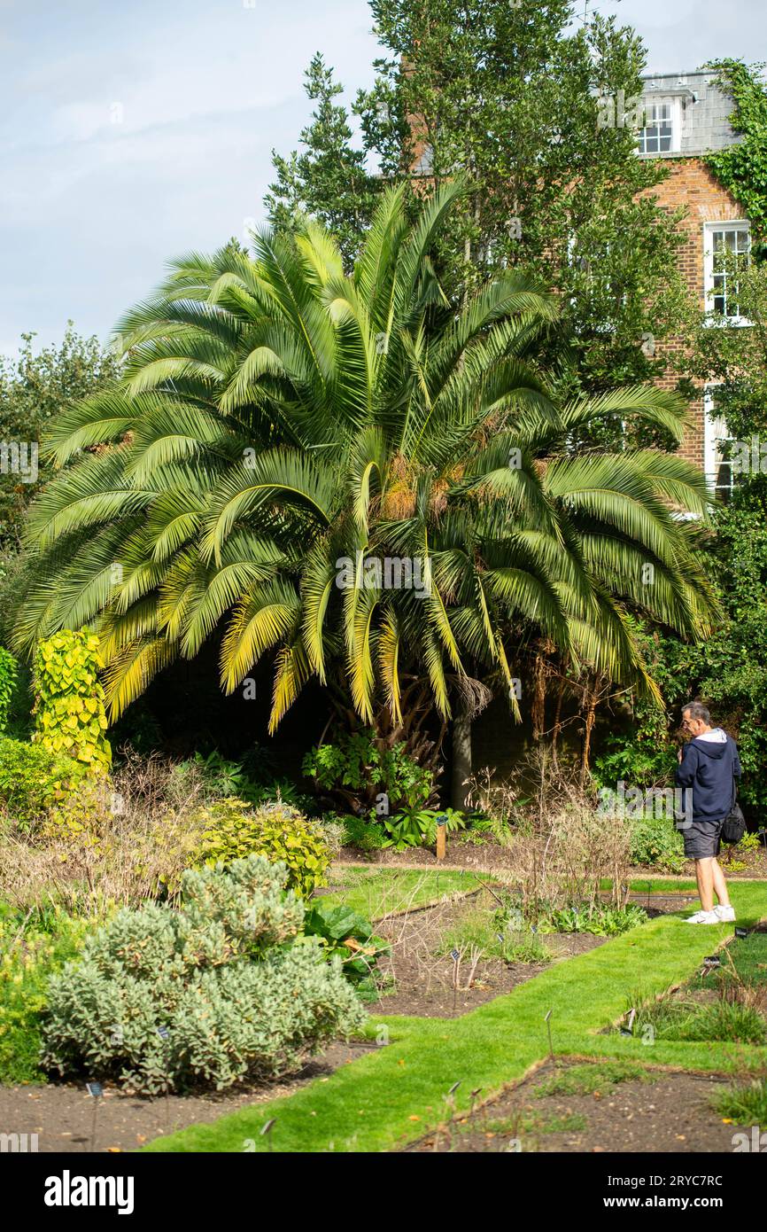 London, Großbritannien. September 2023 30. Tag der offenen Tür im Chelsea Physic Garden. Zweitältester Physikgarten in Großbritannien mit 350 Jahren, der sich der Medizin, Pharmazeutika, Giften und Ökologie widmet. Der irische Arzt wurde 1673 von Sir Hans Sloane gegründet und heiratete in Jamaika eine Sklavenfamilie. Mary Seacole und andere hier vertreten. Quelle: Peter Hogan/Alamy Live News Stockfoto