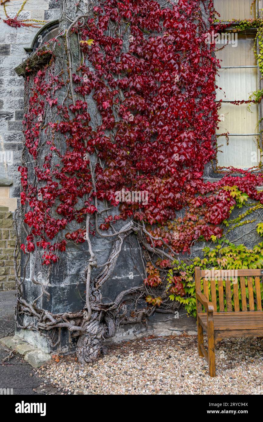 Nahaufnahme von Herbstrot-Efeu, das an der Wand von Liberton Kirk oder Kirche in Edinburgh, Schottland, Großbritannien wächst Stockfoto