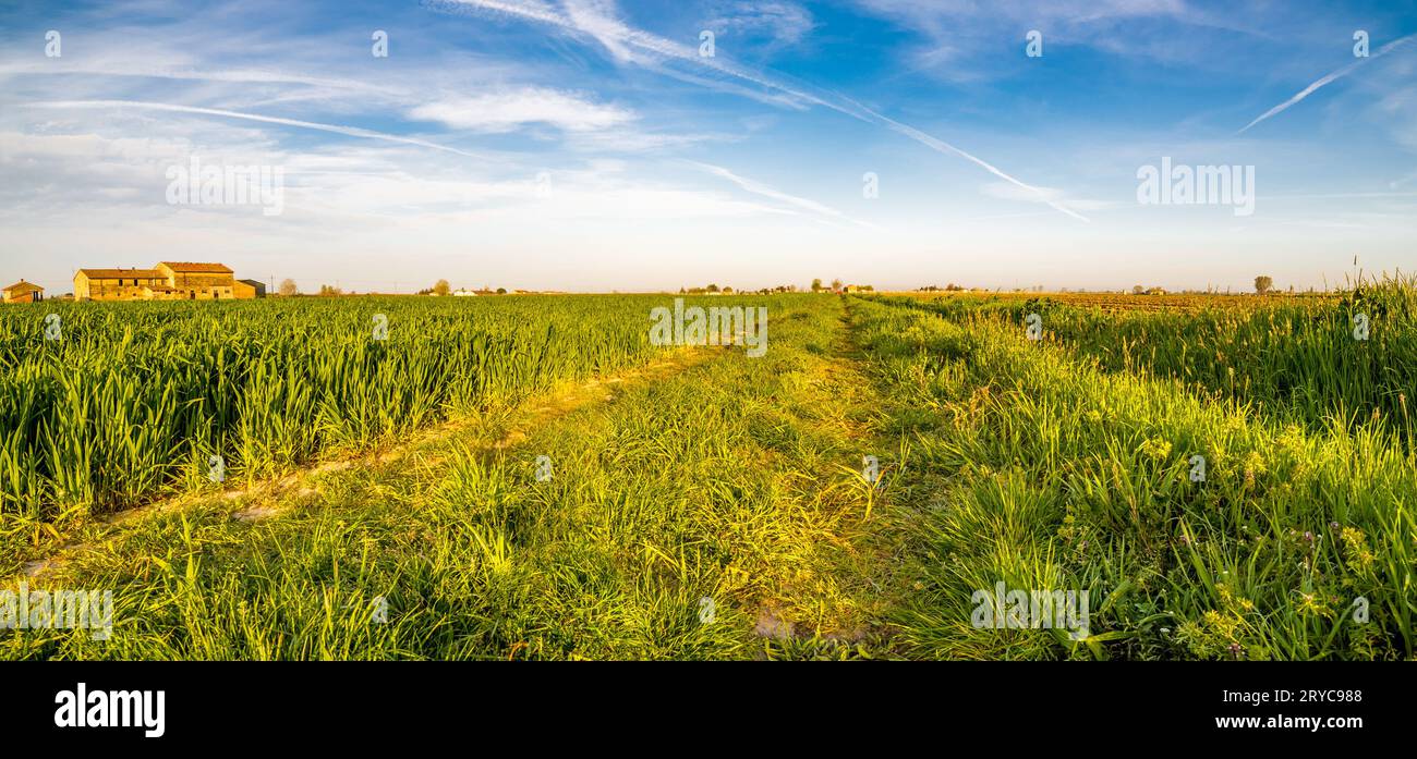 Radspuren auf bewirtschafteten Feldern Stockfoto