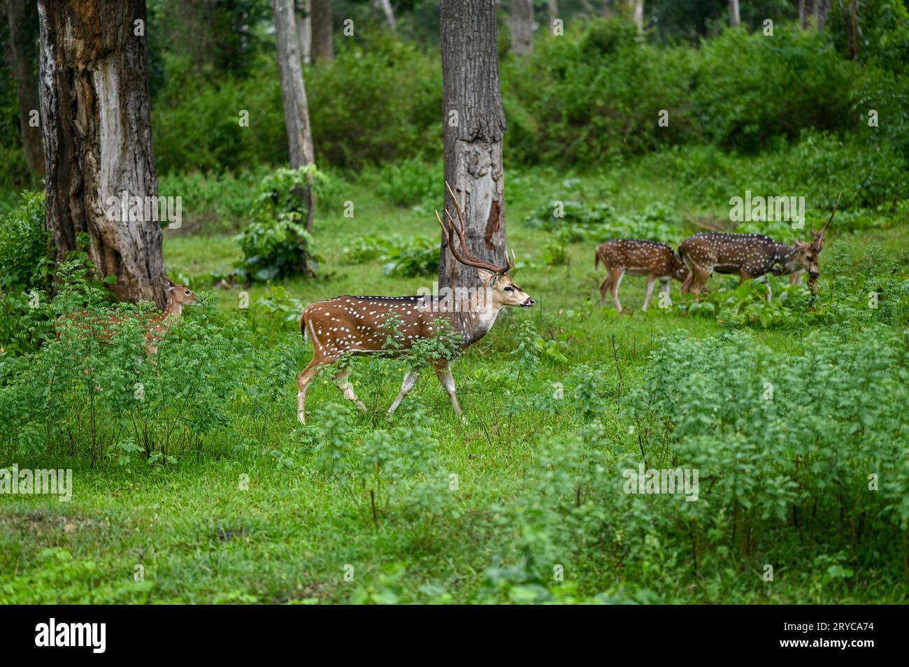 Hirsche, die im Wald weiden, Mudumalai Tiger Reserve, Tamil Nadu Stockfoto