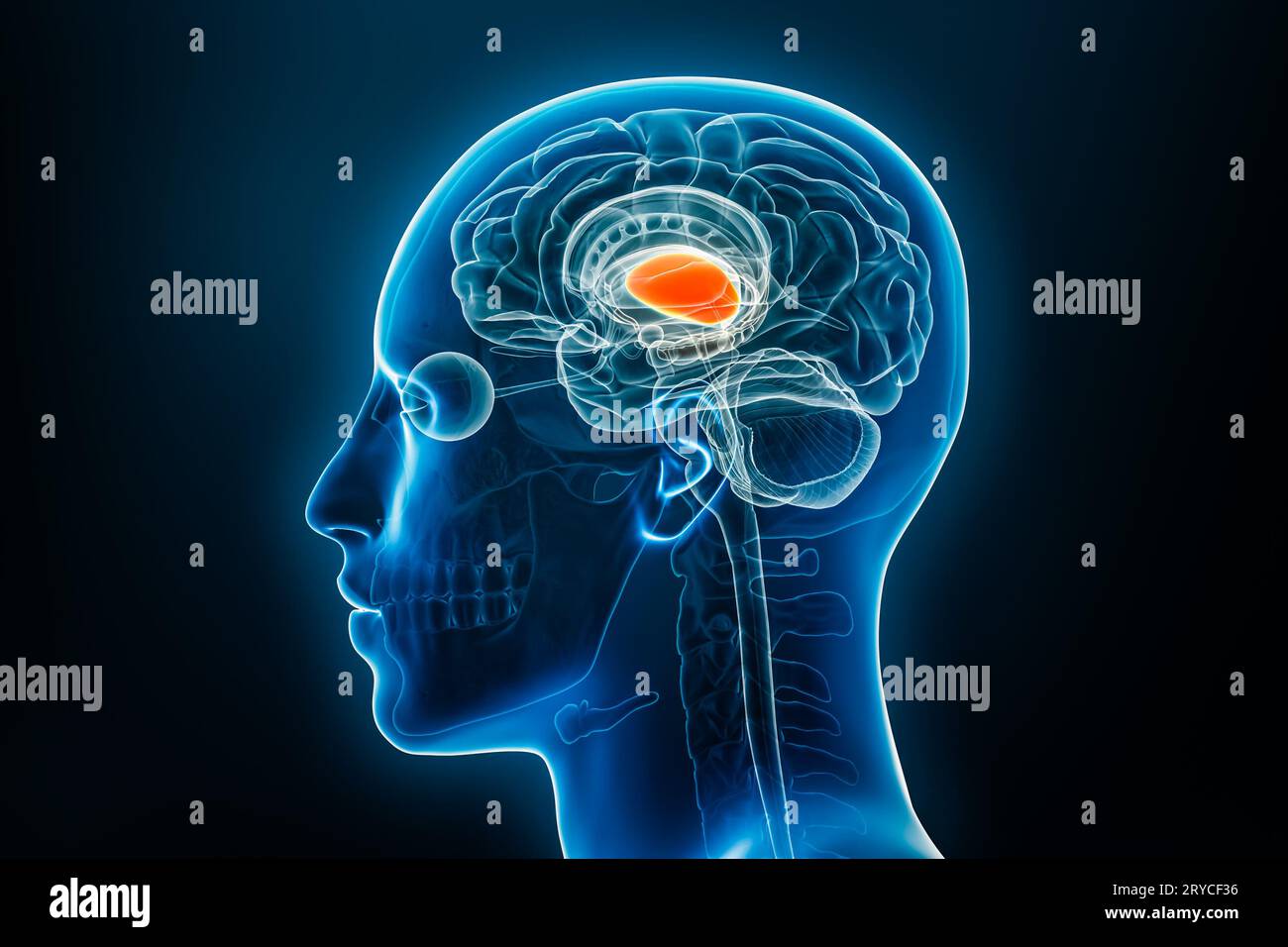 Röntgen-Lateral- oder Profilansicht der Thalamus-3D-Rendering-Illustration mit männlichen Körperkonturen. Menschliches Gehirn und Limbi-System Anatomie, Medizin, Biologie Stockfoto