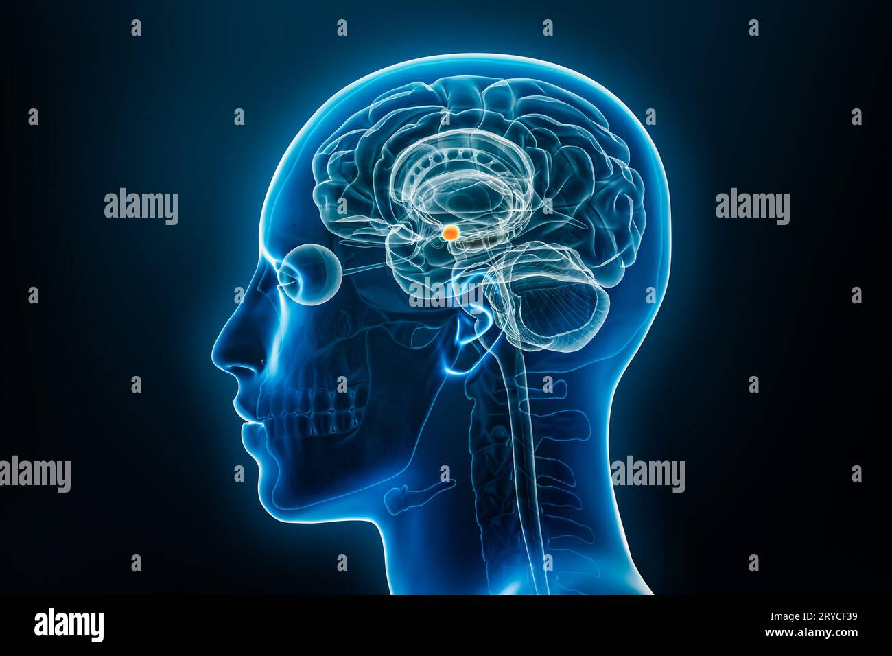 Röntgenlaterale oder Profilansicht der 3D-Darstellung der Amygdala mit männlichen Körperkonturen. Anatomie des menschlichen Gehirns, Medizin, Biologie, Neurowissenschaften, n Stockfoto