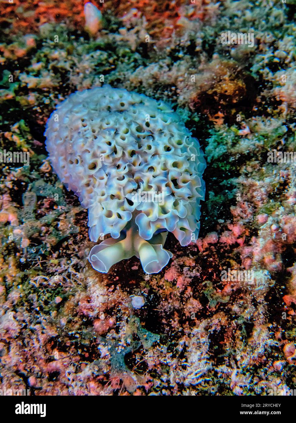 Elysia crispata, auch bekannt als Salatschnecke oder Salatschnecke, ist eine große und bunte Art von Meeresschnecke, eine Meeresschneckenmuschel Stockfoto