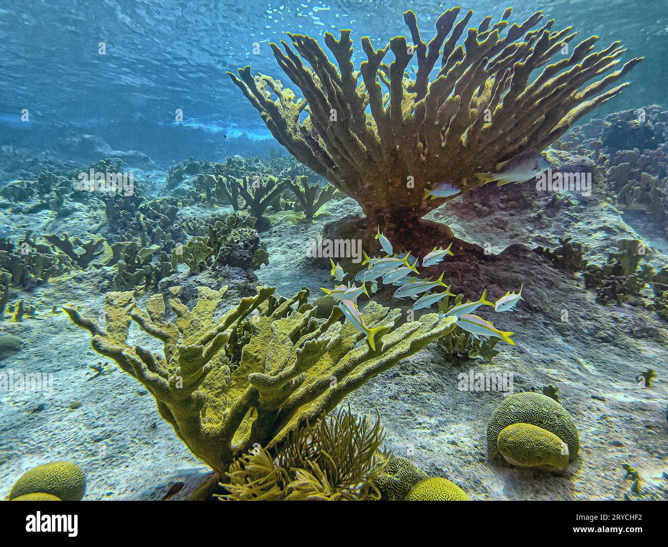 Elkhorn Coral, Acropora palmata, ist eine wichtige Riffkoralle in der Karibik. Stockfoto