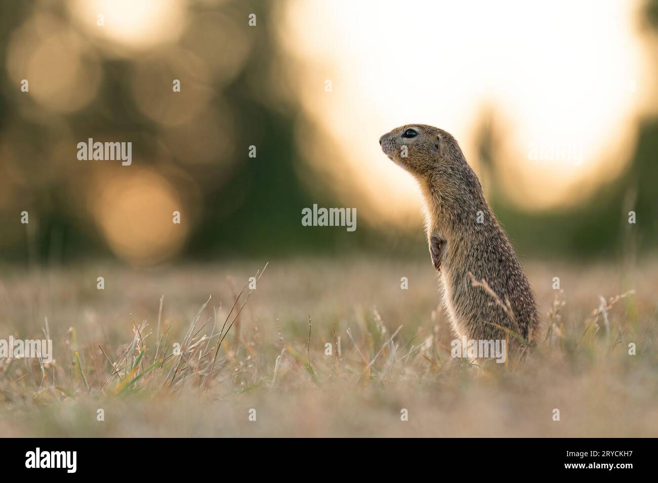 Bodenhörnchen lebt in einer wilden Kolonie in der Nähe von Mlada Boleslav, Tschechische Republik. Stockfoto