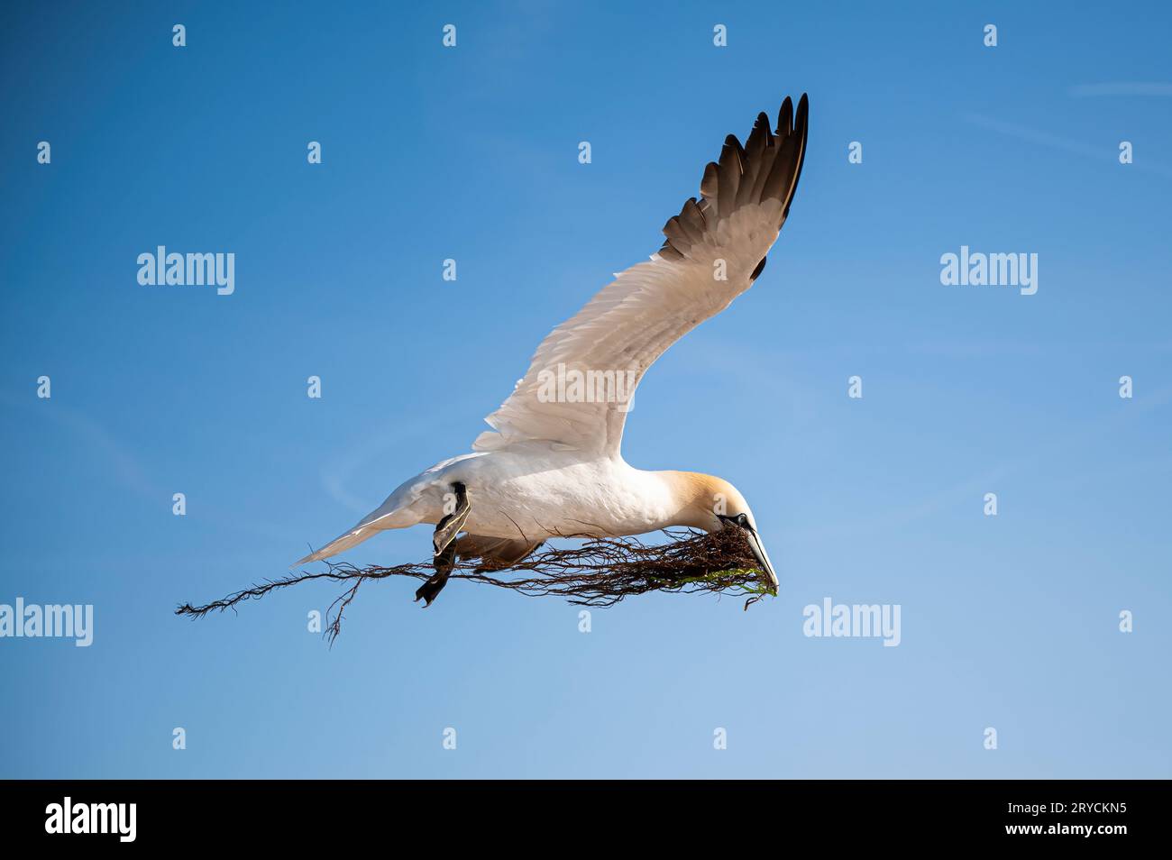 Nördliches Gannet auf Helgoland Island, Deutschland. Kolonie in wilden Tölpeln. IIndividual Carring Seetang. Stockfoto Nördliches Gannet auf Helgoland Island, Deutschland. Kolonie in wilden Tölpeln. IIndividual Carring Seetang. Stockfoto