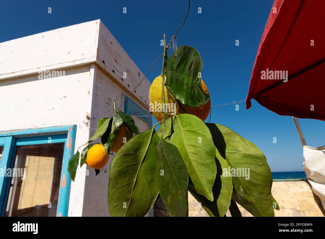 Frische Orangen hängen am Verkaufsstand in Heraklion, Griechenland. Stockfoto