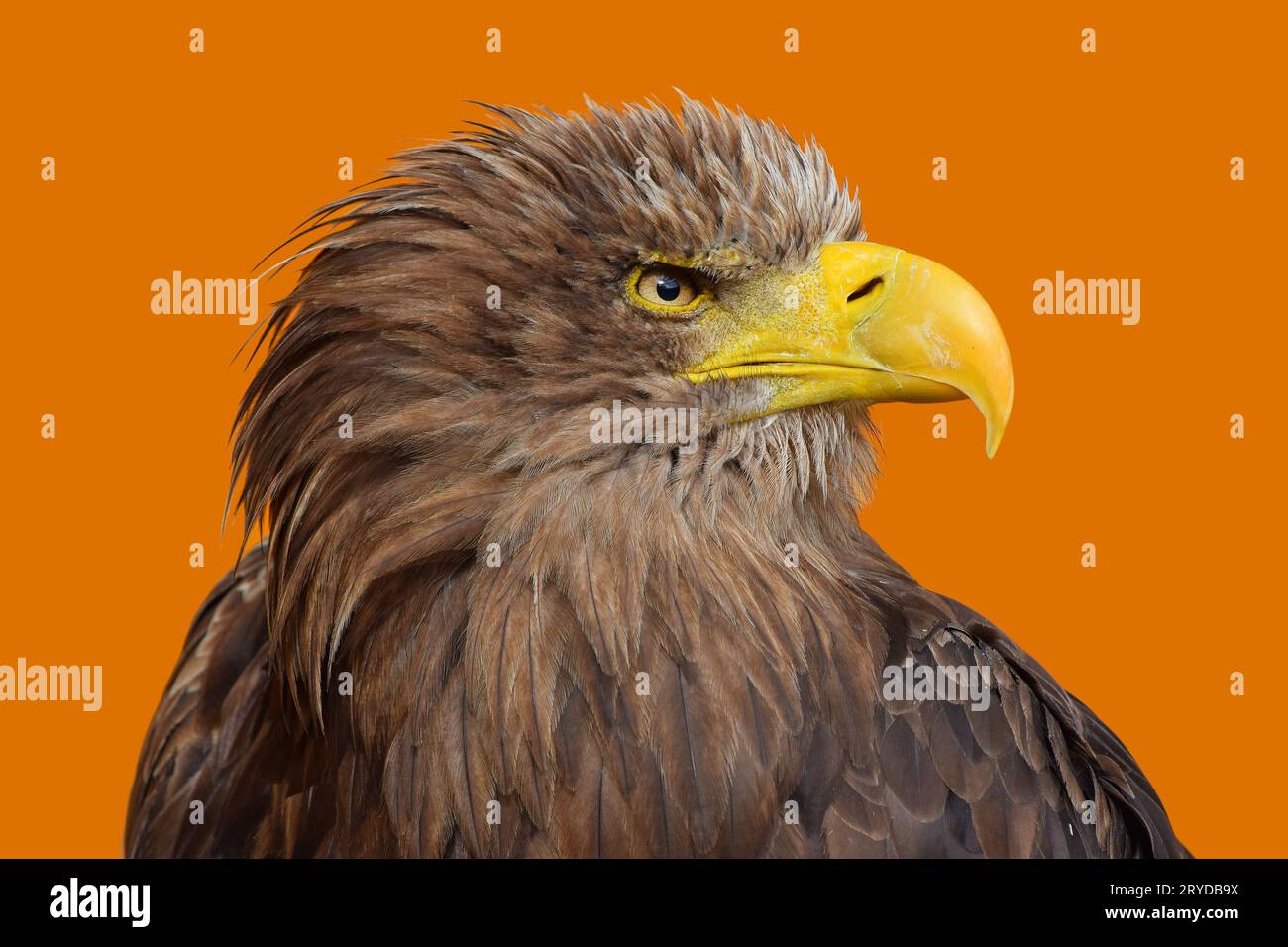 Close up Profil Portrait von White tailed eagle Stockfoto