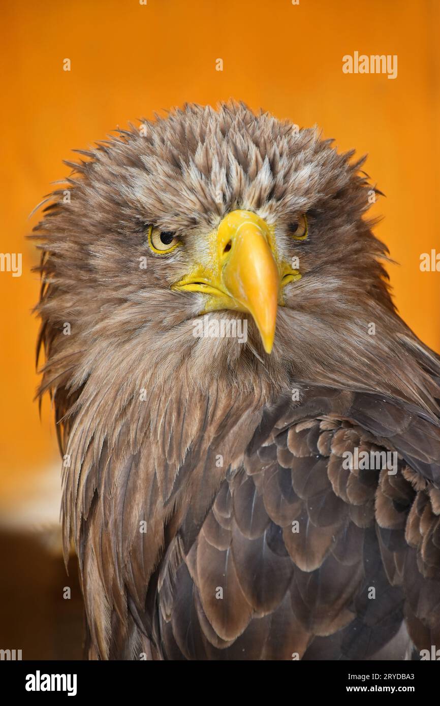 Schließen Sie herauf Frontseite Portrait von White tailed eagle Stockfoto