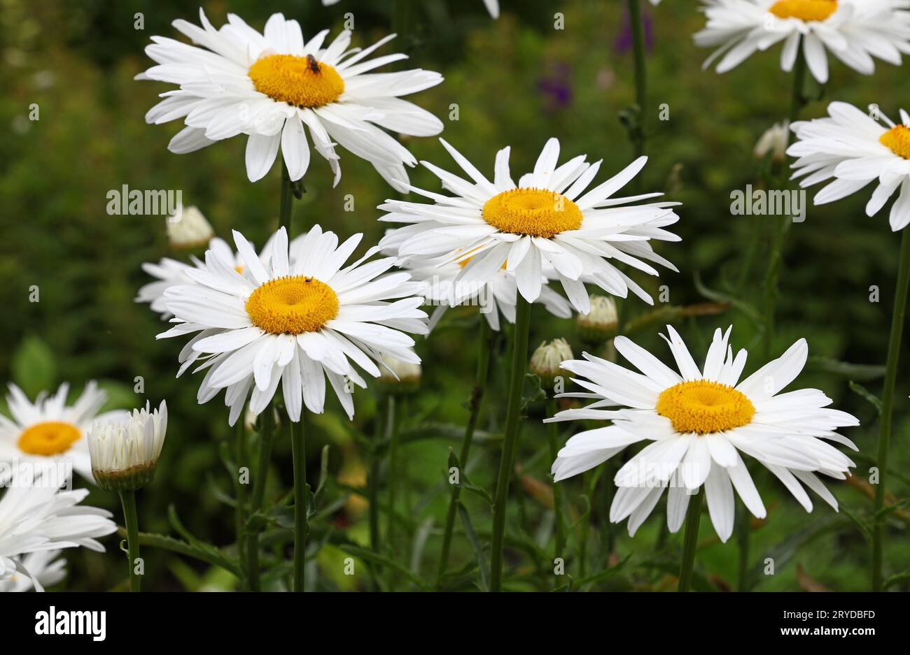 Close Up weiß Kamillenblüten Stockfoto