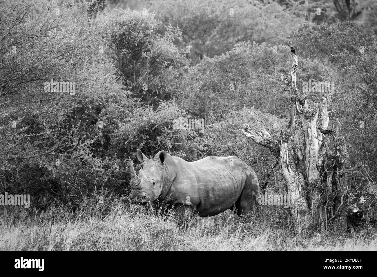 Nashorn in SÃ¼dafrika Stockfoto