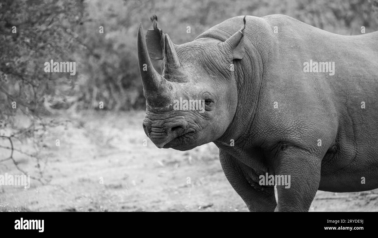 Schwarzes Nashorn im afrikanischen Busch Stockfoto